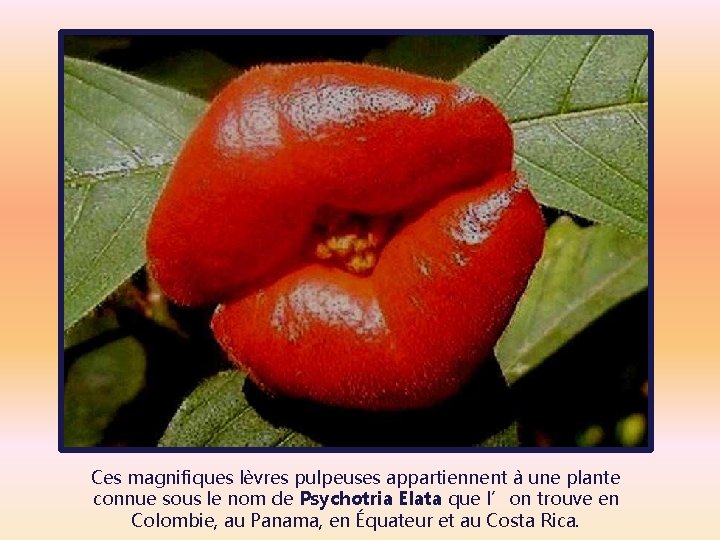 Ces magnifiques lèvres pulpeuses appartiennent à une plante connue sous le nom de Psychotria
