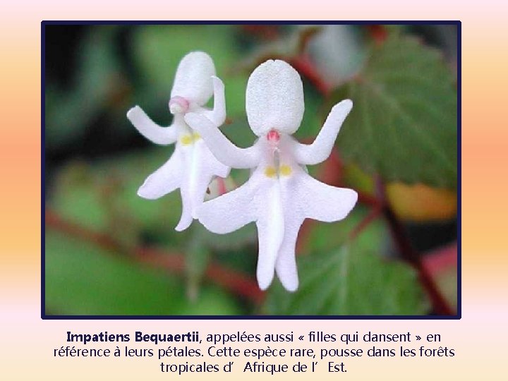 Impatiens Bequaertii, appelées aussi « filles qui dansent » en référence à leurs pétales.