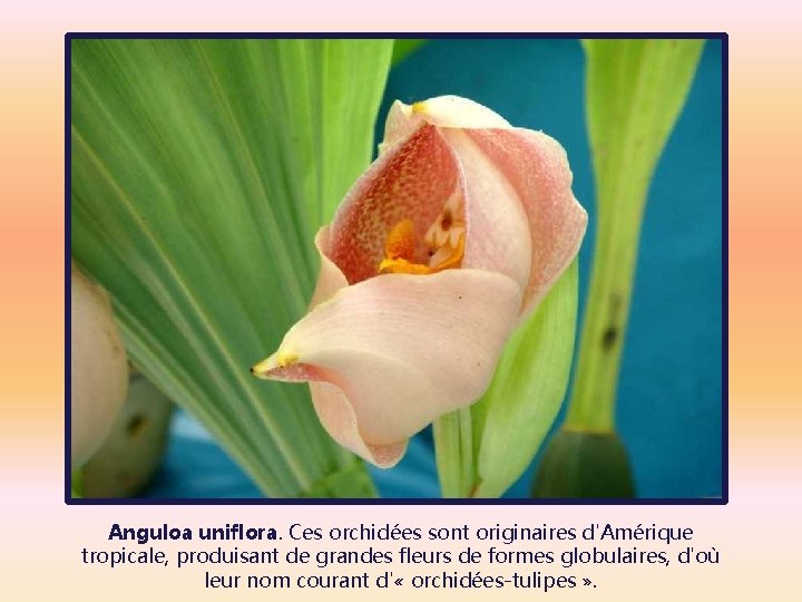 Anguloa uniflora. Ces orchidées sont originaires d'Amérique tropicale, produisant de grandes fleurs de formes