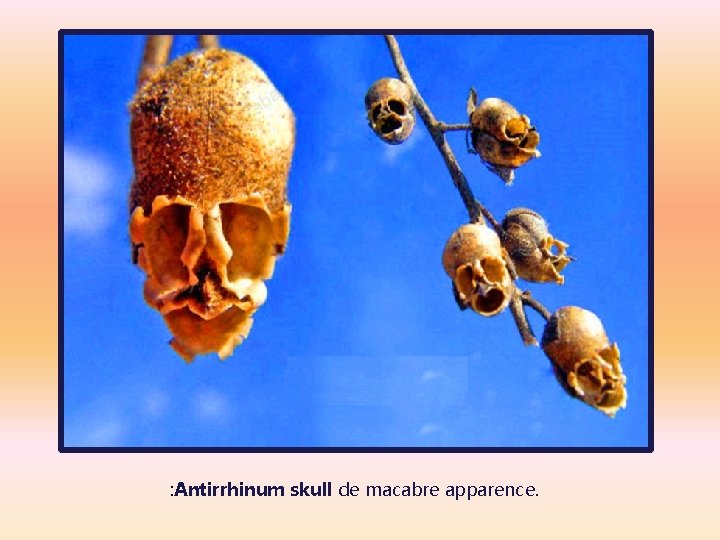 : Antirrhinum skull de macabre apparence. 