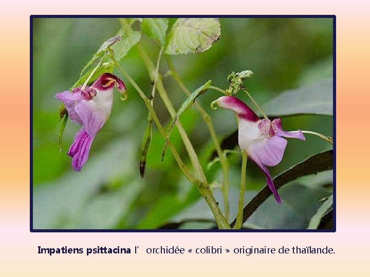 Impatiens psittacina l’orchidée « colibri » originaire de thaïlande. 