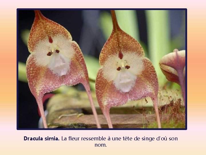 Dracula simia. La fleur ressemble à une tête de singe d'où son nom. 