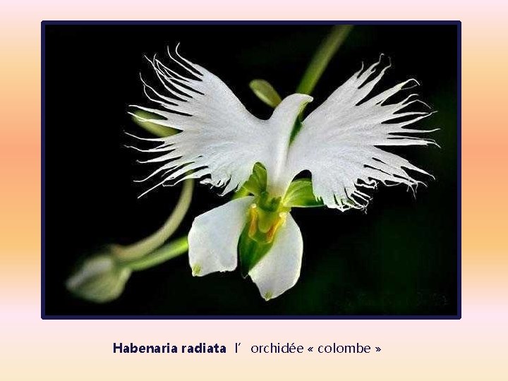 Habenaria radiata l’orchidée « colombe » 