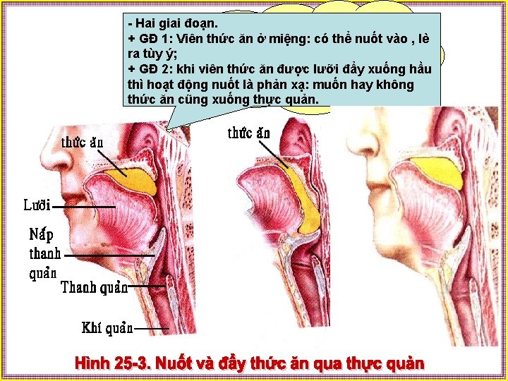 - Hai giai đoạn. Hoạt động nuốt thức ăn + GĐ 1: Viên thức