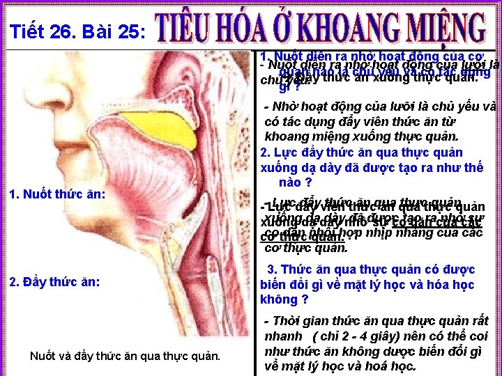 Tiết 26. Bài 25: I. TIÊU HÓA Ở KHOANG MIỆNG 1. Cấu tạo khoang