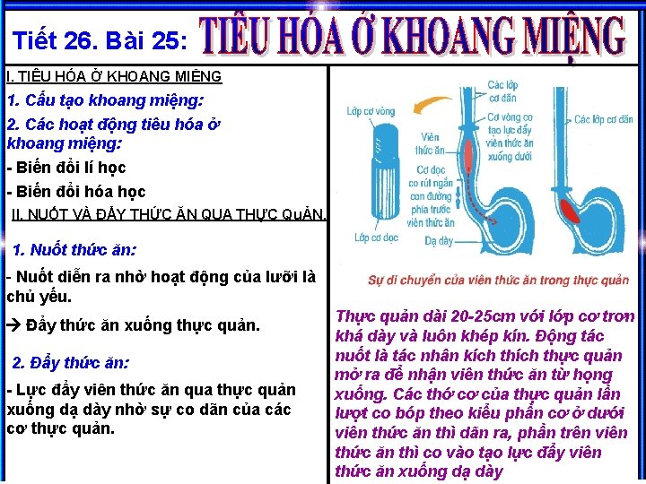 Tiết 26. Bài 25: I. TIÊU HÓA Ở KHOANG MIỆNG 1. Cấu tạo khoang Tiết 26. Bài 25: I. TIÊU HÓA Ở KHOANG MIỆNG 1. Cấu tạo khoang