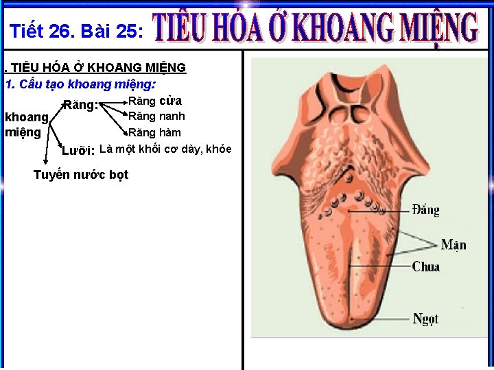 Tiết 26. Bài 25: I. TIÊU HÓA Ở KHOANG MIỆNG 1. Cấu tạo khoang