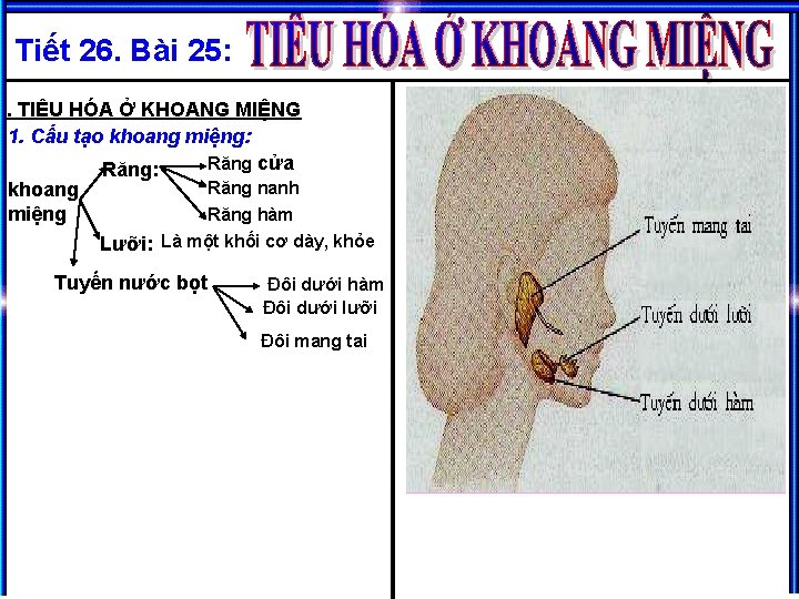 Tiết 26. Bài 25: I. TIÊU HÓA Ở KHOANG MIỆNG 1. Cấu tạo khoang