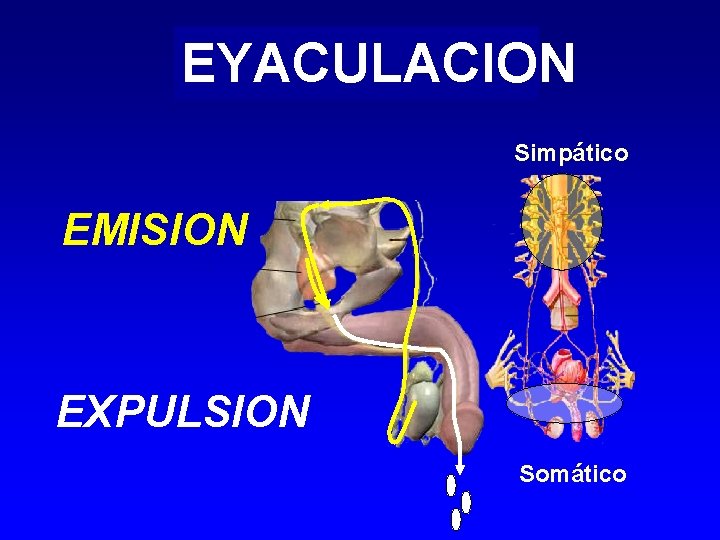 EYACULACION Simpático EMISION EXPULSION Somático 
