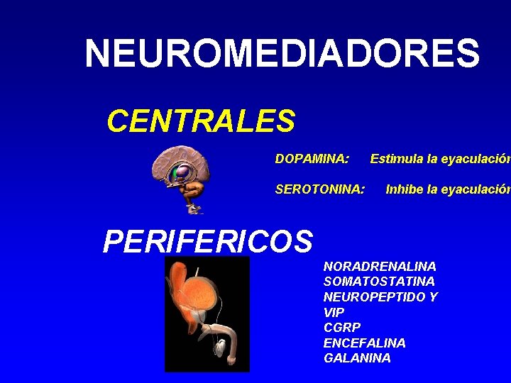 NEUROMEDIADORES CENTRALES DOPAMINA: SEROTONINA: Estimula la eyaculación Inhibe la eyaculación PERIFERICOS NORADRENALINA SOMATOSTATINA NEUROPEPTIDO