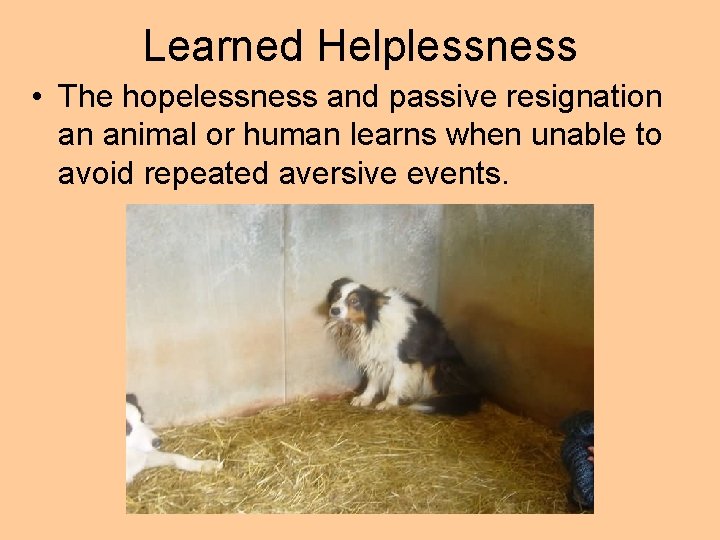 Learned Helplessness • The hopelessness and passive resignation an animal or human learns when