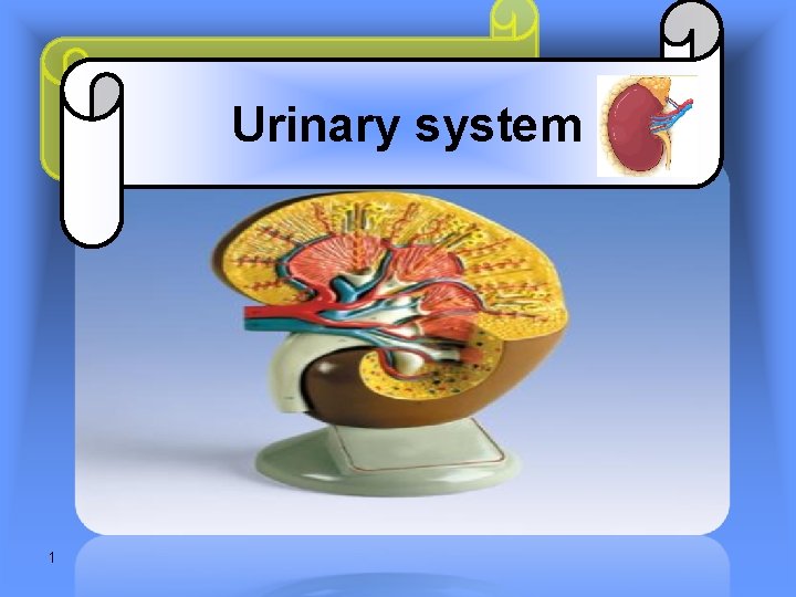 Urinary system 1 Urinary system 1