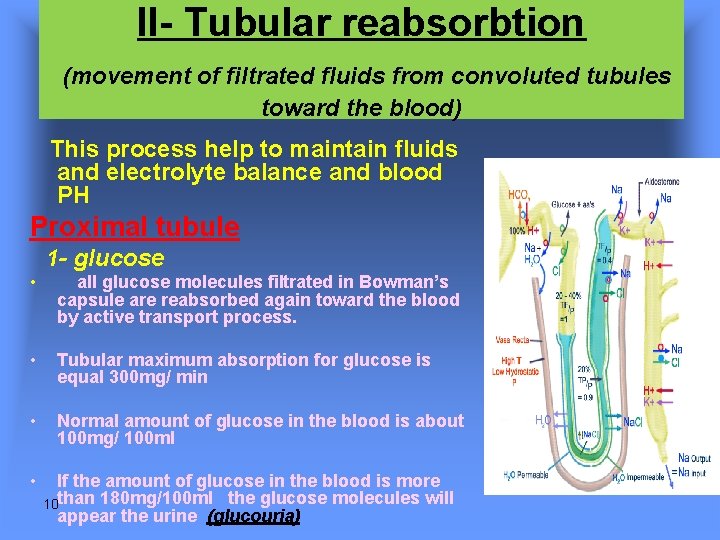 II- Tubular reabsorbtion (movement of filtrated fluids from convoluted tubules toward the blood) This II- Tubular reabsorbtion (movement of filtrated fluids from convoluted tubules toward the blood) This