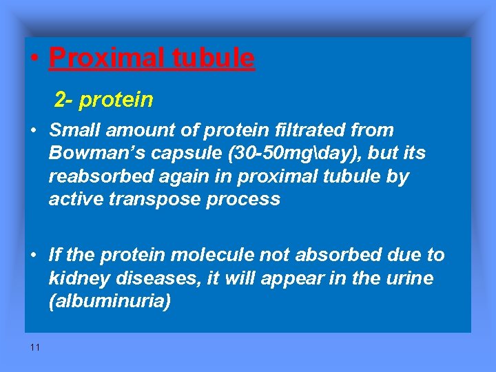 • Proximal tubule 2 - protein • Small amount of protein filtrated from • Proximal tubule 2 - protein • Small amount of protein filtrated from