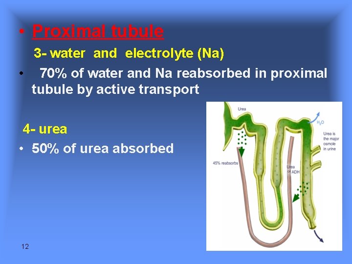 • Proximal tubule 3 - water and electrolyte (Na) • 70% of water • Proximal tubule 3 - water and electrolyte (Na) • 70% of water