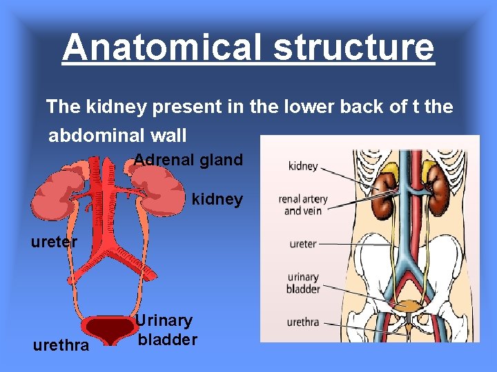 Anatomical structure The kidney present in the lower back of t the abdominal wall Anatomical structure The kidney present in the lower back of t the abdominal wall