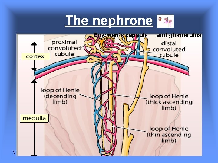 The nephrone Bowman’s capsule 3 and glomerulus The nephrone Bowman’s capsule 3 and glomerulus