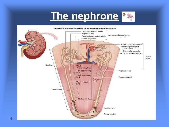 The nephrone 4 The nephrone 4