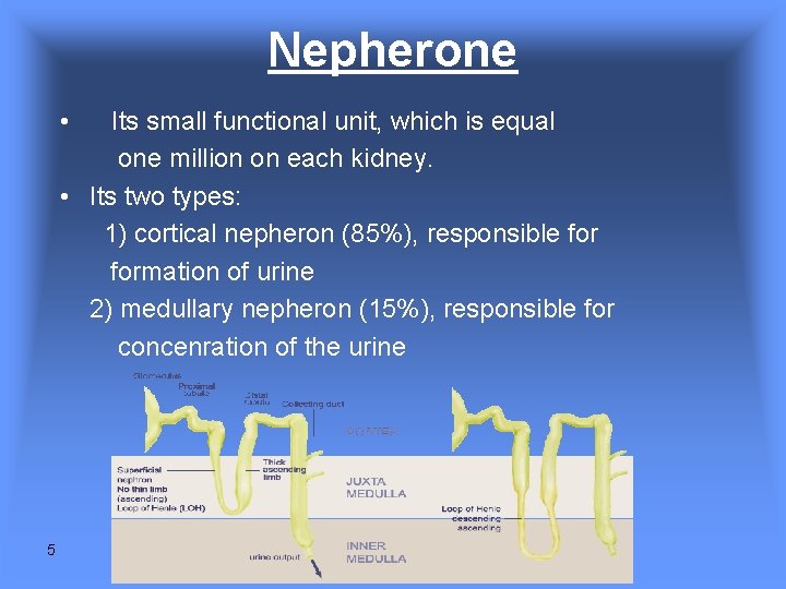 Nepherone • Its small functional unit, which is equal one million on each kidney. Nepherone • Its small functional unit, which is equal one million on each kidney.