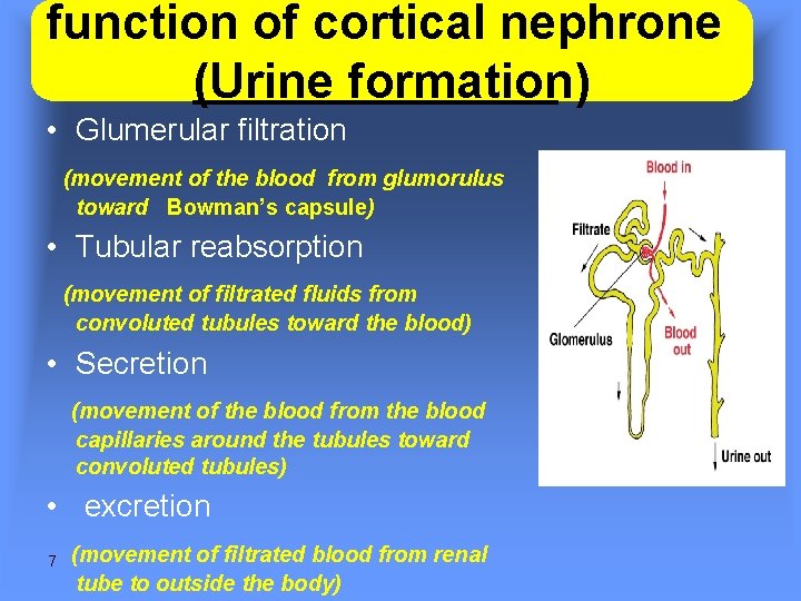 function of cortical nephrone (Urine formation) • Glumerular filtration (movement of the blood from function of cortical nephrone (Urine formation) • Glumerular filtration (movement of the blood from