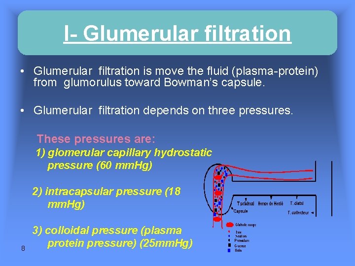 I- Glumerular filtration • Glumerular filtration is move the fluid (plasma-protein) from glumorulus toward I- Glumerular filtration • Glumerular filtration is move the fluid (plasma-protein) from glumorulus toward