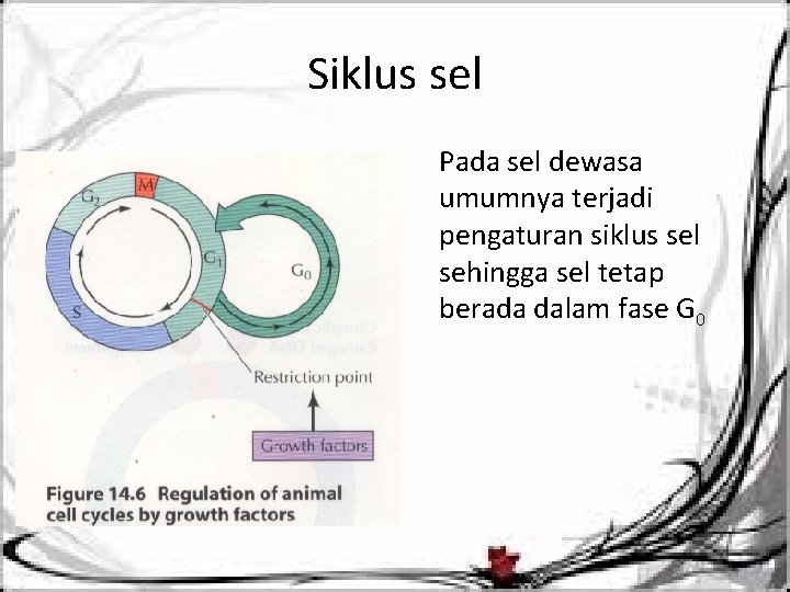 Siklus sel Pada sel dewasa umumnya terjadi pengaturan siklus sel sehingga sel tetap berada
