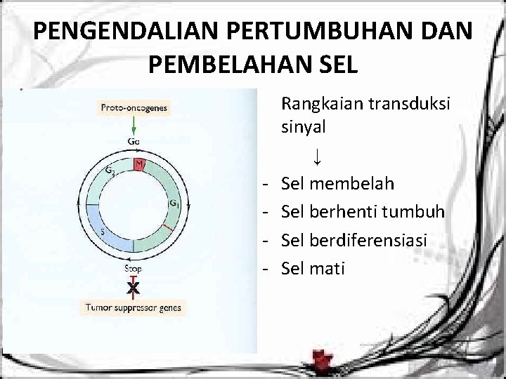 PENGENDALIAN PERTUMBUHAN DAN PEMBELAHAN SEL - Rangkaian transduksi sinyal ↓ Sel membelah Sel berhenti