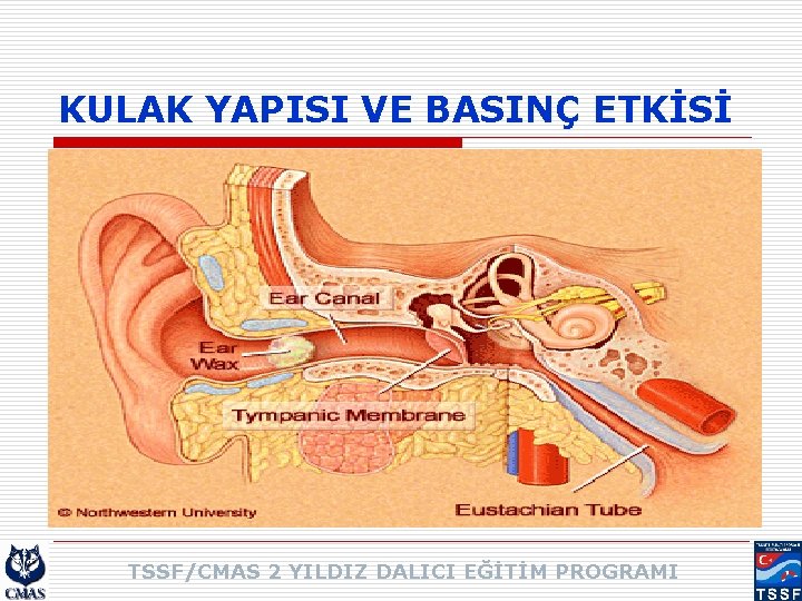 KULAK YAPISI VE BASINÇ ETKİSİ TSSF/CMAS 2 YILDIZ DALICI EĞİTİM PROGRAMI 