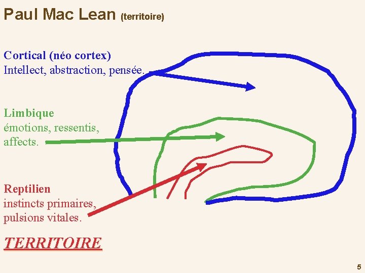 Paul Mac Lean (territoire) Cortical (néo cortex) Intellect, abstraction, pensée. Limbique émotions, ressentis, affects.