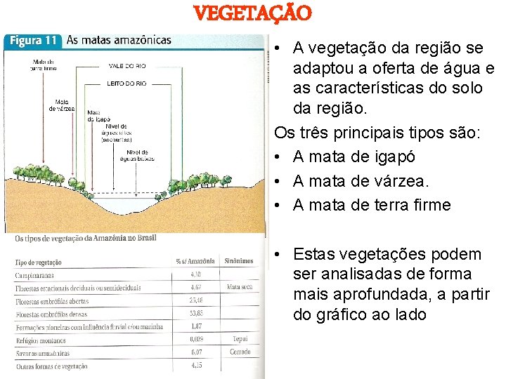 VEGETAÇÃO • A vegetação da região se adaptou a oferta de água e as