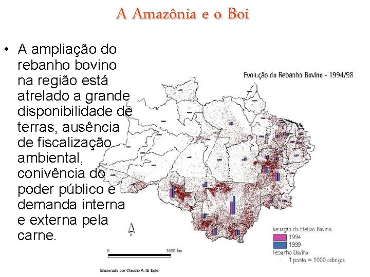 A Amazônia e o Boi • A ampliação do rebanho bovino na região está