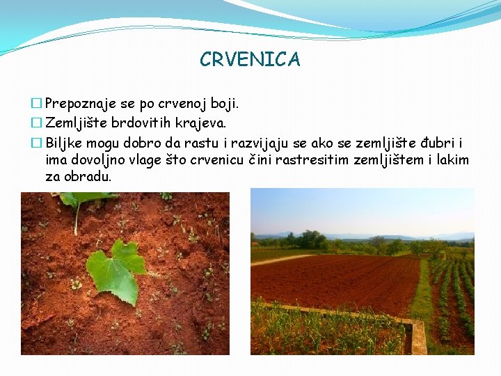CRVENICA � Prepoznaje se po crvenoj boji. � Zemljište brdovitih krajeva. � Biljke mogu
