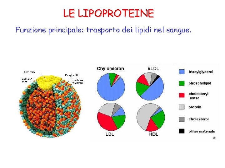Cosa Sono I Lipidi Nel Sangue Metabolismo Lipidi I LIPIDI Circa il 95 dei