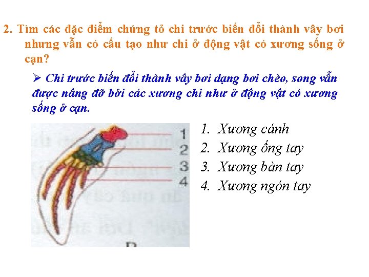 2. Tìm các đặc điểm chứng tỏ chi trước biến đổi thành vây bơi