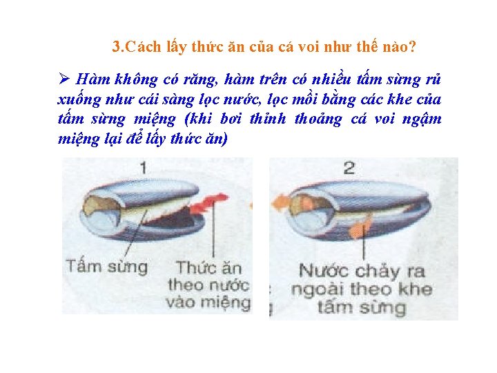 3. Cách lấy thức ăn của cá voi như thế nào? Ø Hàm không