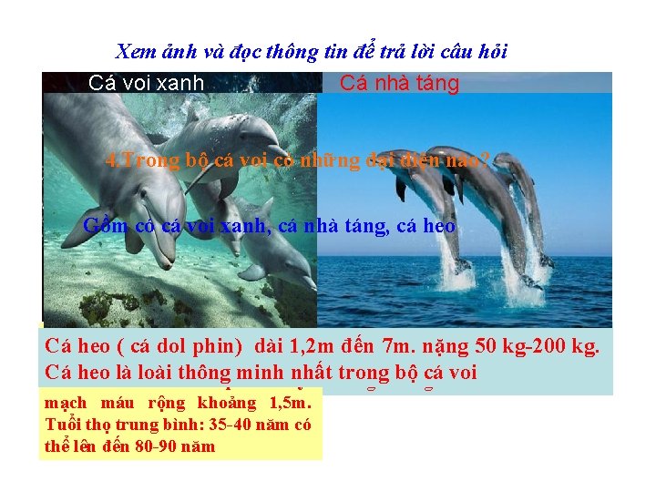 Xem ảnh và đọc thông tin để trả lời câu hỏi Cá voi xanh