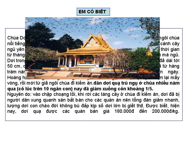 EM CÓ BIẾT Chùa Dơi ở Sóc Trăng thuộc còn gọi là chùa Mã