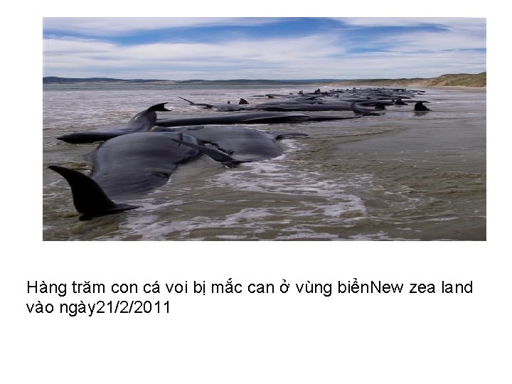 Hàng trăm con cá voi bị mắc can ở vùng biển. New zea land