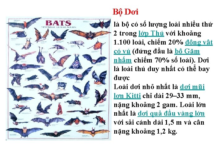 Bộ Dơi là bộ có số lượng loài nhiều thứ 2 trong lớp Thú