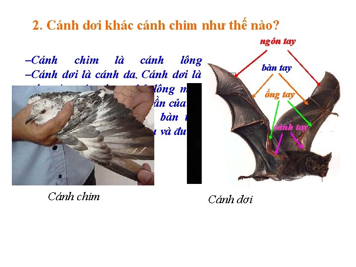 2. Cánh dơi khác cánh chim như thế nào? ngón tay –Cánh chim là