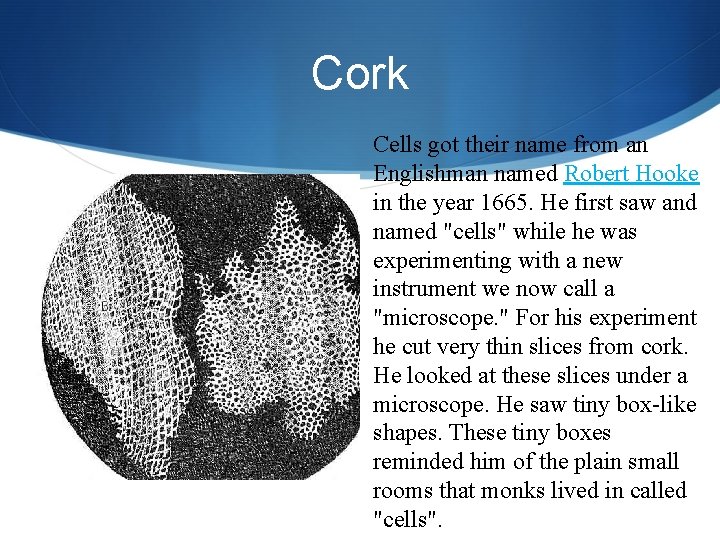 Cork Cells got their name from an Englishman named Robert Hooke in the year