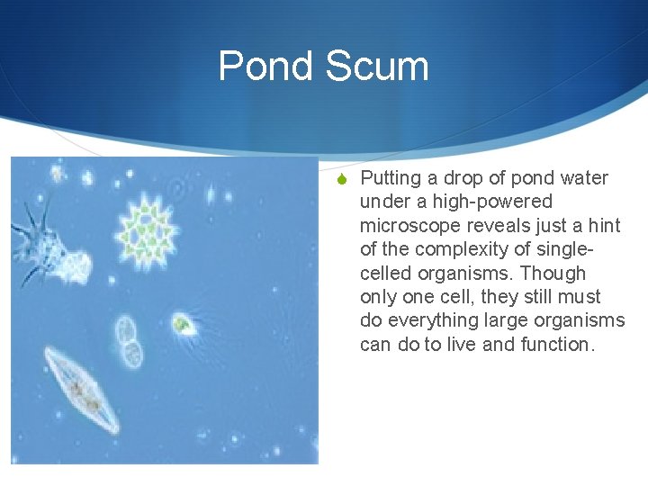 Pond Scum S Putting a drop of pond water under a high-powered microscope reveals