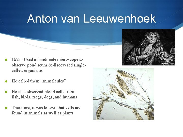 Anton van Leeuwenhoek S 1673 - Used a handmade microscope to observe pond scum