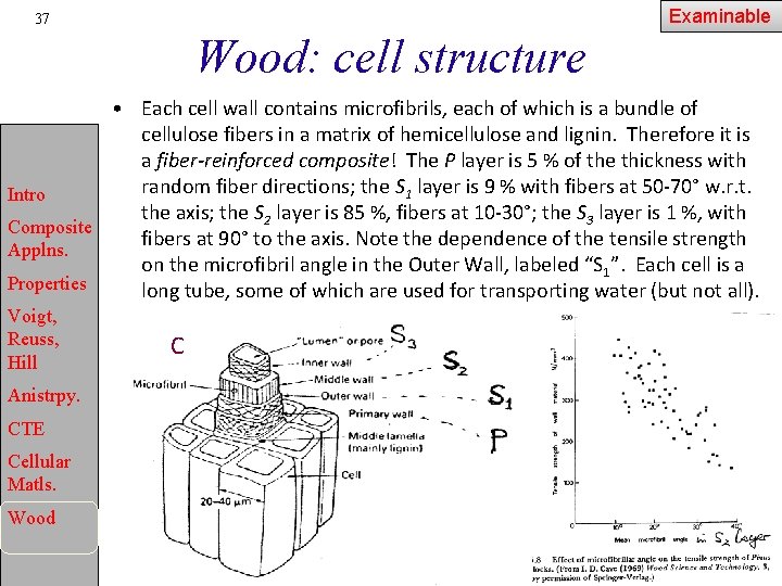 Examinable 37 Wood: cell structure • Each cell wall contains microfibrils, each of which