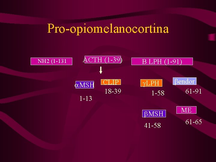 Pro-opiomelanocortina NH 2 (1 -131 ACTH (1 -39) MSH 1 -13 CLIP 18 -39