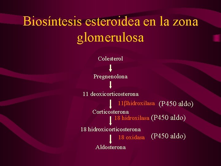 Biosíntesis esteroidea en la zona glomerulosa Colesterol Pregnenolona 11 deoxicorticosterona 11 hidroxilasa (P 450