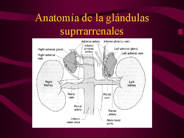 Anatomía de la glándulas suprrarrenales 