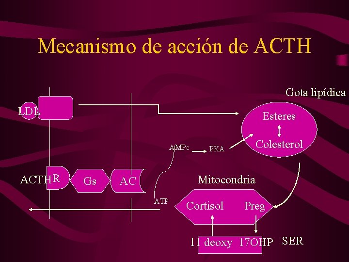 Mecanismo de acción de ACTH Gota lipídica LDL Esteres AMPc ACTH R Gs Colesterol