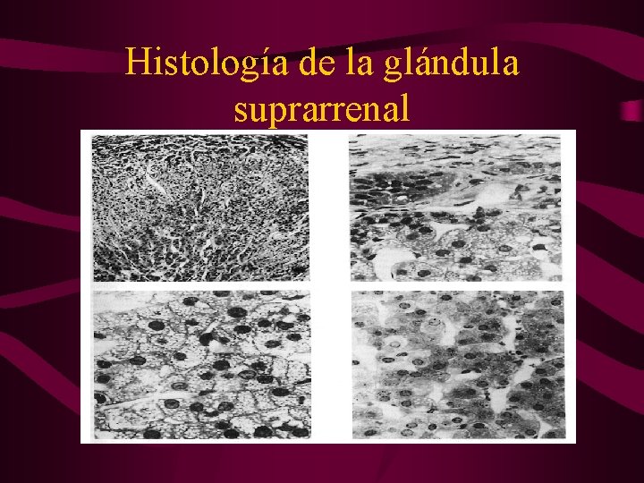 Histología de la glándula suprarrenal 