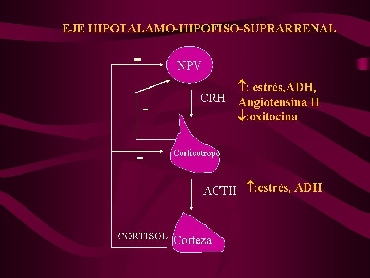EJE HIPOTALAMO-HIPOFISO-SUPRARRENAL - - NPV : estrés, ADH, CRH Angiotensina II : oxitocina Corticotropo